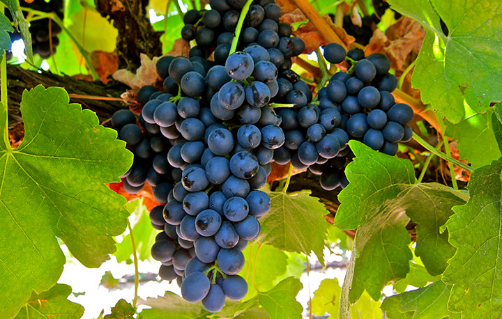 Foire au vin le 11 Avril